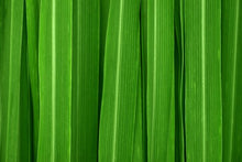 Load image into Gallery viewer, Lemongrass No. 5 Body Scrub