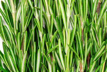 Load image into Gallery viewer, Starter Pack